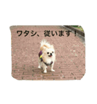 ツンデレチワワのエルちゃん（その2）（個別スタンプ：2）