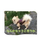 ツンデレチワワのエルちゃん（その2）（個別スタンプ：3）
