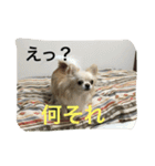 ツンデレチワワのエルちゃん（その2）（個別スタンプ：4）