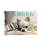 ツンデレチワワのエルちゃん（その2）（個別スタンプ：7）