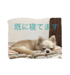 ツンデレチワワのエルちゃん（その2）（個別スタンプ：8）