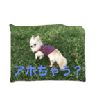 ツンデレチワワのエルちゃん（その2）（個別スタンプ：9）