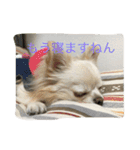 ツンデレチワワのエルちゃん（その2）（個別スタンプ：11）