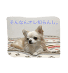 ツンデレチワワのエルちゃん（その2）（個別スタンプ：14）