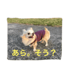 ツンデレチワワのエルちゃん（その2）（個別スタンプ：18）