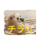 ツンデレチワワのエルちゃん（その2）（個別スタンプ：21）