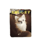 ツンデレチワワのエルちゃん（その2）（個別スタンプ：22）