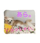 ツンデレチワワのエルちゃん（その2）（個別スタンプ：23）