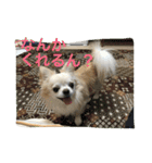 ツンデレチワワのエルちゃん（その2）（個別スタンプ：24）