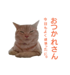 mycat-may 2（個別スタンプ：2）