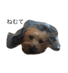 犬の想い（個別スタンプ：7）
