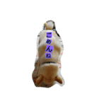 愛犬、小白くん（個別スタンプ：2）