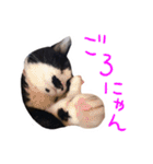 ハチワレ猫のごえもんくん（猫写真）（個別スタンプ：11）
