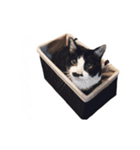 ハチワレ猫のごえもんくん（猫写真）（個別スタンプ：12）