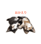 two cat <hachimitsu>（個別スタンプ：5）