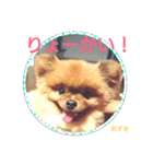 ポメラニアンあずきちゃん②（個別スタンプ：2）