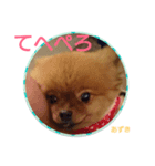 ポメラニアンあずきちゃん②（個別スタンプ：3）