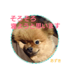ポメラニアンあずきちゃん②（個別スタンプ：4）