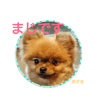 ポメラニアンあずきちゃん②（個別スタンプ：5）