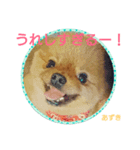 ポメラニアンあずきちゃん②（個別スタンプ：6）