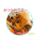 ポメラニアンあずきちゃん②（個別スタンプ：7）