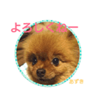 ポメラニアンあずきちゃん②（個別スタンプ：8）