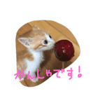 少し大きくなったきんちゃん（個別スタンプ：1）