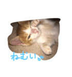 少し大きくなったきんちゃん（個別スタンプ：3）