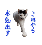 HANIMARU face（個別スタンプ：16）