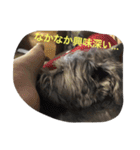 ぶー太郎さんコレクション ①（個別スタンプ：3）