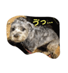 ぶー太郎さんコレクション ①（個別スタンプ：6）