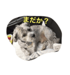 ぶー太郎さんコレクション ①（個別スタンプ：11）