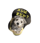 ぶー太郎さんコレクション ①（個別スタンプ：12）