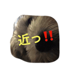 ぶー太郎さんコレクション ①（個別スタンプ：20）