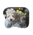 ぶー太郎さんコレクション ①（個別スタンプ：21）