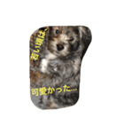 ぶー太郎さんコレクション ①（個別スタンプ：23）