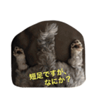 ぶー太郎さんコレクション ①（個別スタンプ：26）
