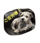 ぶー太郎さんコレクション ①（個別スタンプ：32）