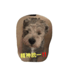 ぶー太郎さんコレクション ①（個別スタンプ：35）