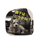 ぶー太郎さんコレクション ①（個別スタンプ：37）