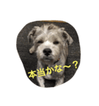 ぶー太郎さんコレクション ①（個別スタンプ：38）