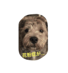 ぶー太郎さんコレクション ①（個別スタンプ：39）