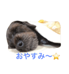 ダップー【らん】挨拶文（個別スタンプ：1）