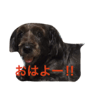 ダップー【らん】挨拶文（個別スタンプ：6）