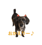 ダップー【らん】挨拶文（個別スタンプ：7）