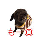 ダップー【らん】挨拶文（個別スタンプ：9）