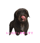 ダップー【らん】挨拶文（個別スタンプ：13）