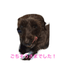 ダップー【らん】挨拶文（個別スタンプ：16）