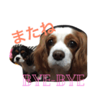 キャバリア ポポとララ ファミリー（個別スタンプ：4）