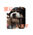 キャバリア ポポとララ ファミリー（個別スタンプ：21）
